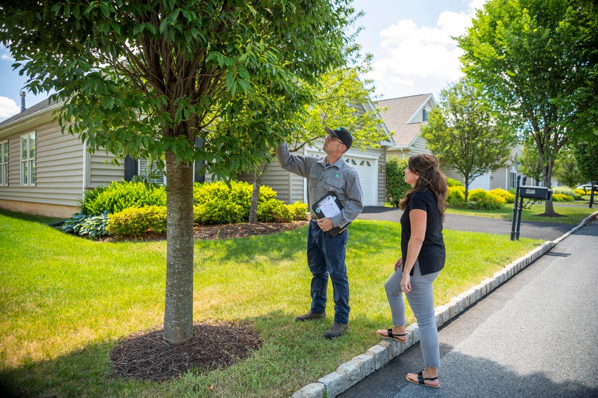 Tree Watering Doing it Right (& Signs of Overwatering)
